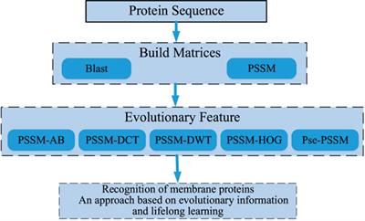 Identifying Membrane Protein Types Based on Lifelong Learning With Dynamically Scalable Networks